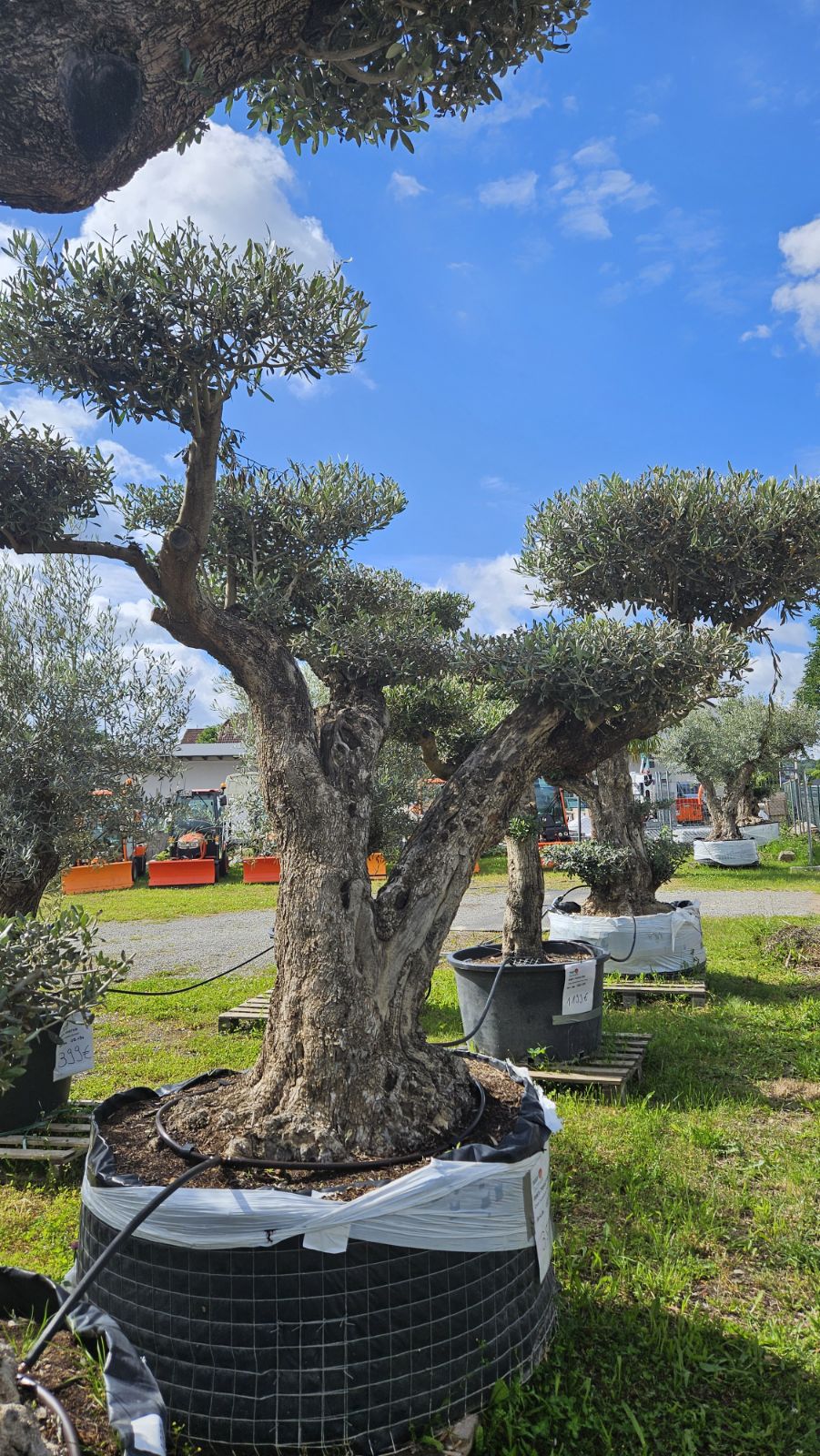 Olea Europaea Pom-Pon Yecla