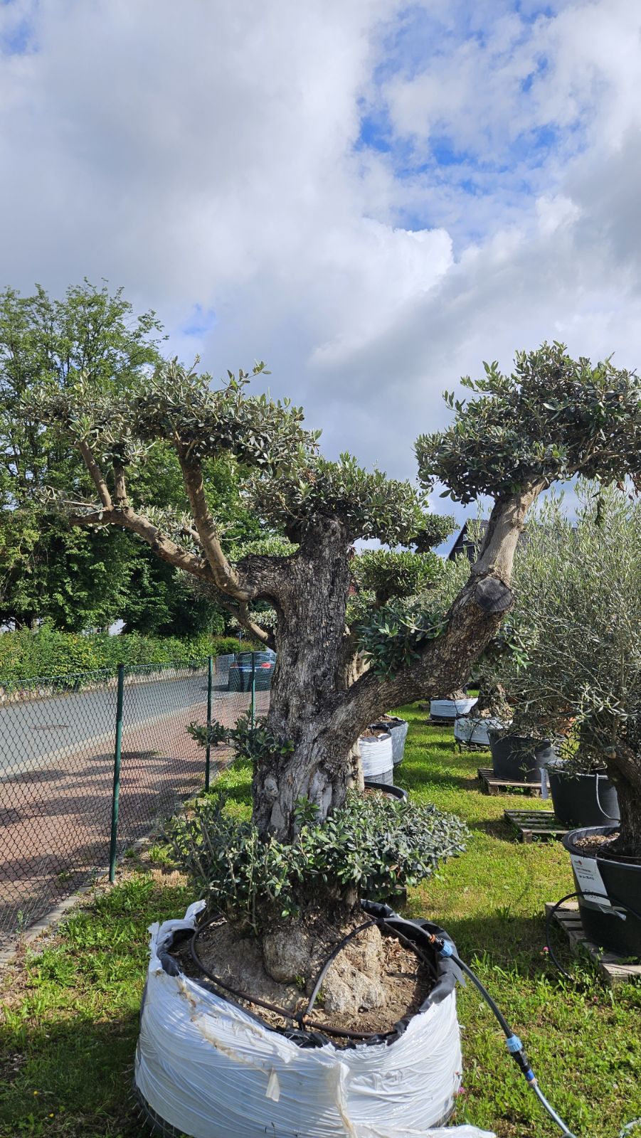 Olea Europaea Pom-Pon Yecla - Shop fr Olivenbume