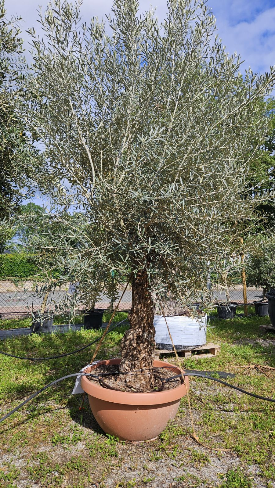 olivenbaum grüner stamm Olivenbaum auf Stamm | kaufen